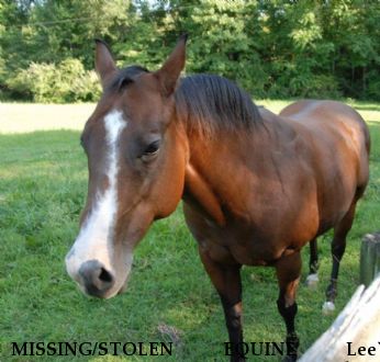 MISSING/STOLEN EQUINE Lee`s Miracle,$5000 REWARD Near Spartanburg, SC, 29307-1156